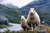 Norwegian wool - a sustainable choice